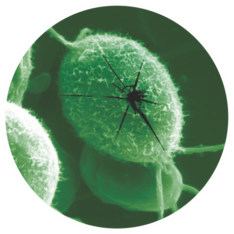 Damage Algae