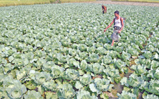 Electrostatic Agriculture Sprayer